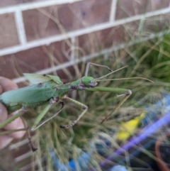 Podacanthus typhon at Thurgoona, NSW - 6 Jan 2021 06:56 PM