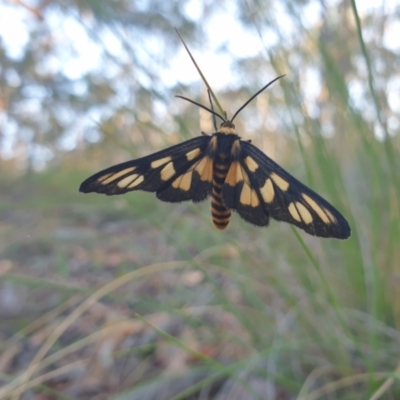 Amata (genus) (Handmaiden Moth) at Mount Ainslie - 23 Dec 2020 by jamie.barney