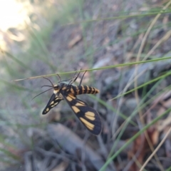 Amata (genus) at Majura, ACT - 24 Dec 2020 06:49 AM