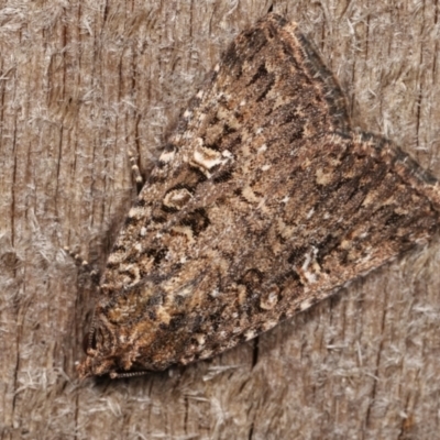 Hypoperigea tonsa (A noctuid moth) at Melba, ACT - 19 Dec 2020 by kasiaaus
