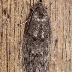 Heterozyga coppatias (A concealer moth) at Melba, ACT - 19 Dec 2020 by kasiaaus