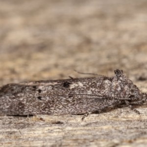 Heterozyga coppatias at Melba, ACT - 19 Dec 2020 09:34 PM