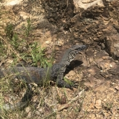 Varanus rosenbergi (Heath or Rosenberg's Monitor) at Namadgi National Park - 5 Jan 2021 by oliviatorresan