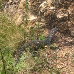 Varanus rosenbergi at Rendezvous Creek, ACT - 5 Jan 2021
