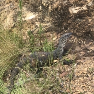 Varanus rosenbergi at Rendezvous Creek, ACT - 5 Jan 2021