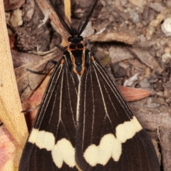 Nyctemera amicus at Melba, ACT - 19 Dec 2020 11:33 PM