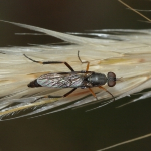 Taenogerella elizabethae at Majura, ACT - 2 Jan 2021 10:56 AM