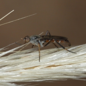 Taenogerella elizabethae at Majura, ACT - 2 Jan 2021