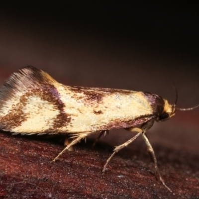 Isomoralla pyrrhoptera (A concealer moth) at Melba, ACT - 19 Dec 2020 by kasiaaus