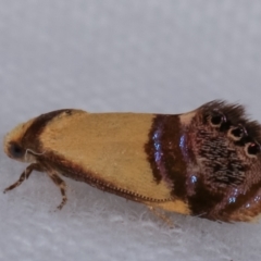 Eupselia satrapella and similar species (An Hypertrophid moth) at Melba, ACT - 19 Dec 2020 by kasiaaus