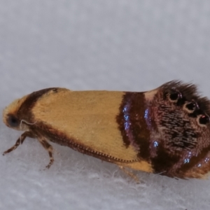 Eupselia satrapella and similar species at Melba, ACT - 19 Dec 2020