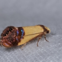 Eupselia satrapella and similar species at Melba, ACT - 19 Dec 2020