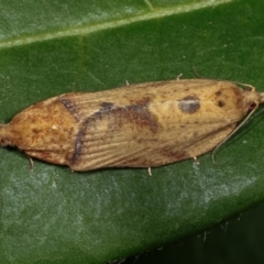 Epiphyas postvittana (Light Brown Apple Moth) at Melba, ACT - 19 Dec 2020 by kasiaaus