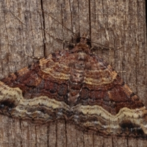 Epyaxa subidaria at Melba, ACT - 19 Dec 2020 11:38 PM