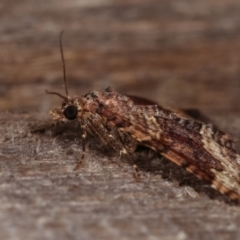 Epyaxa subidaria at Melba, ACT - 19 Dec 2020 11:38 PM