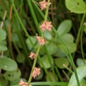 Rumex brownii at Hackett, ACT - 6 Jan 2021