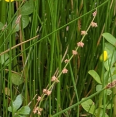 Rumex brownii at Hackett, ACT - 6 Jan 2021 08:47 AM