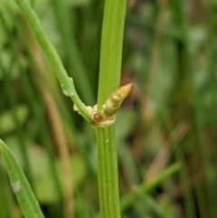 Rumex brownii at Hackett, ACT - 6 Jan 2021