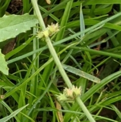 Rumex brownii at Hackett, ACT - 6 Jan 2021 08:47 AM