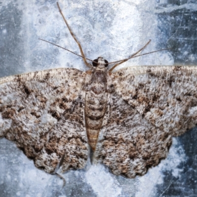 Unplaced externaria (Mahogany Bark Moth (formerly Hypomecis externaria)) at Melba, ACT - 19 Dec 2020 by kasiaaus