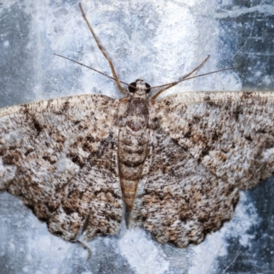 Unplaced externaria (Mahogany Bark Moth) at Melba, ACT - 19 Dec 2020 by kasiaaus