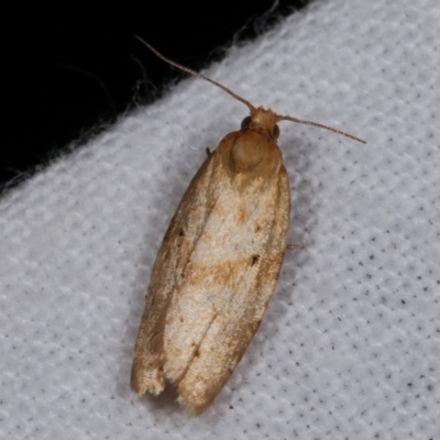Merophyas divulsana (Lucerne Leafroller (Tortricinae, Archipini) at Melba, ACT - 19 Dec 2020 by kasiaaus