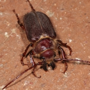 Sceleocantha glabricollis at Melba, ACT - 20 Dec 2020