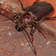 Sceleocantha glabricollis at Melba, ACT - 20 Dec 2020