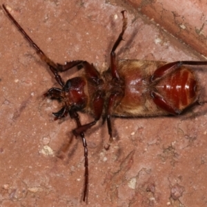 Sceleocantha glabricollis at Melba, ACT - 20 Dec 2020