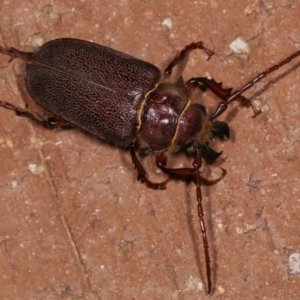 Sceleocantha glabricollis at Melba, ACT - 20 Dec 2020