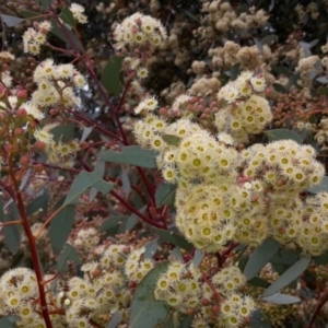 Eucalyptus polyanthemos at Nangus, NSW - 1 Aug 2015