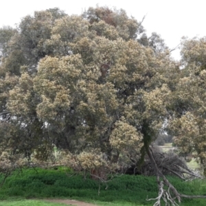 Eucalyptus polyanthemos at Nangus, NSW - 1 Aug 2015