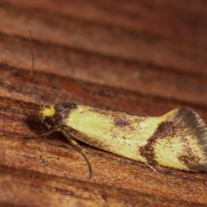 Isomoralla pyrrhoptera at Melba, ACT - 20 Dec 2020