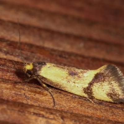 Isomoralla pyrrhoptera (A concealer moth) at Melba, ACT - 20 Dec 2020 by kasiaaus