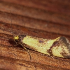 Isomoralla pyrrhoptera (A concealer moth) at Melba, ACT - 20 Dec 2020 by kasiaaus