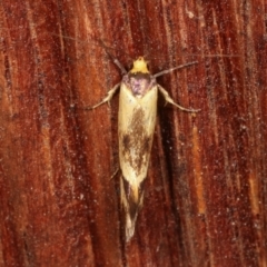 Isomoralla pyrrhoptera at Melba, ACT - 20 Dec 2020