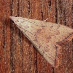 Callionyma sarcodes (A Galleriinae moth) at Melba, ACT - 20 Dec 2020 by kasiaaus