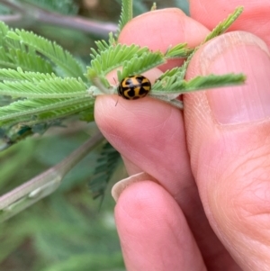 Peltoschema oceanica at Murrumbateman, NSW - 6 Jan 2021