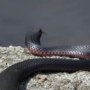 Pseudechis porphyriacus at Booth, ACT - 6 Jan 2021 02:49 PM