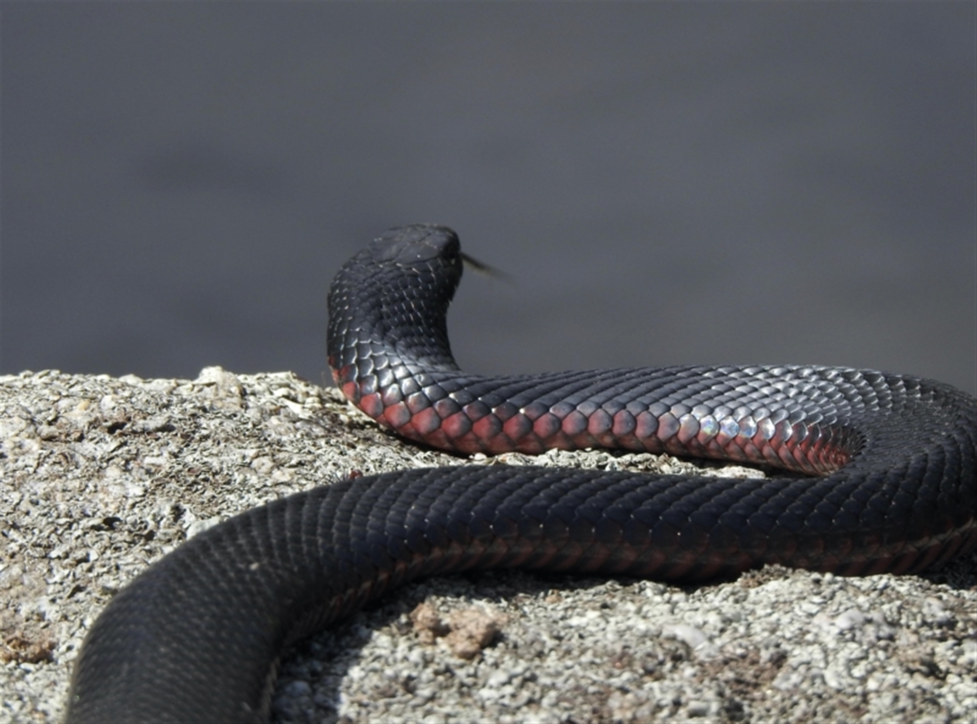 Pseudechis porphyriacus at Namadgi National Park - Canberra & Southern ...