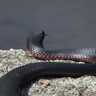 Pseudechis porphyriacus (Red-bellied Black Snake) at Namadgi National Park - 6 Jan 2021 by KMcCue