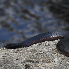 Pseudechis porphyriacus at Booth, ACT - 6 Jan 2021