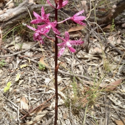 Dipodium punctatum (Blotched Hyacinth Orchid) at Booth, ACT - 6 Jan 2021 by KMcCue