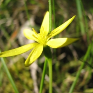 Pauridia glabella var. glabella at Jones Creek, NSW - 12 Sep 2015