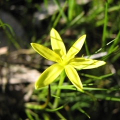 Pauridia glabella var. glabella at Jones Creek, NSW - 12 Sep 2015