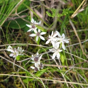 Wurmbea dioica subsp. dioica at Jones Creek, NSW - 12 Sep 2015