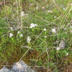 Wurmbea dioica subsp. dioica at Jones Creek, NSW - 12 Sep 2015