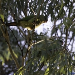 Polytelis swainsonii (Superb Parrot) at Hughes Grassy Woodland - 5 Jan 2021 by JamWiRe