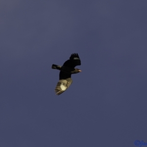 Eurystomus orientalis at Hughes, ACT - 5 Jan 2021