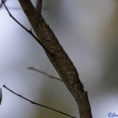 Lasiocampidae (family) immature (Lappet & Snout Moths) at Red Hill Nature Reserve - 5 Jan 2021 by JamWiRe